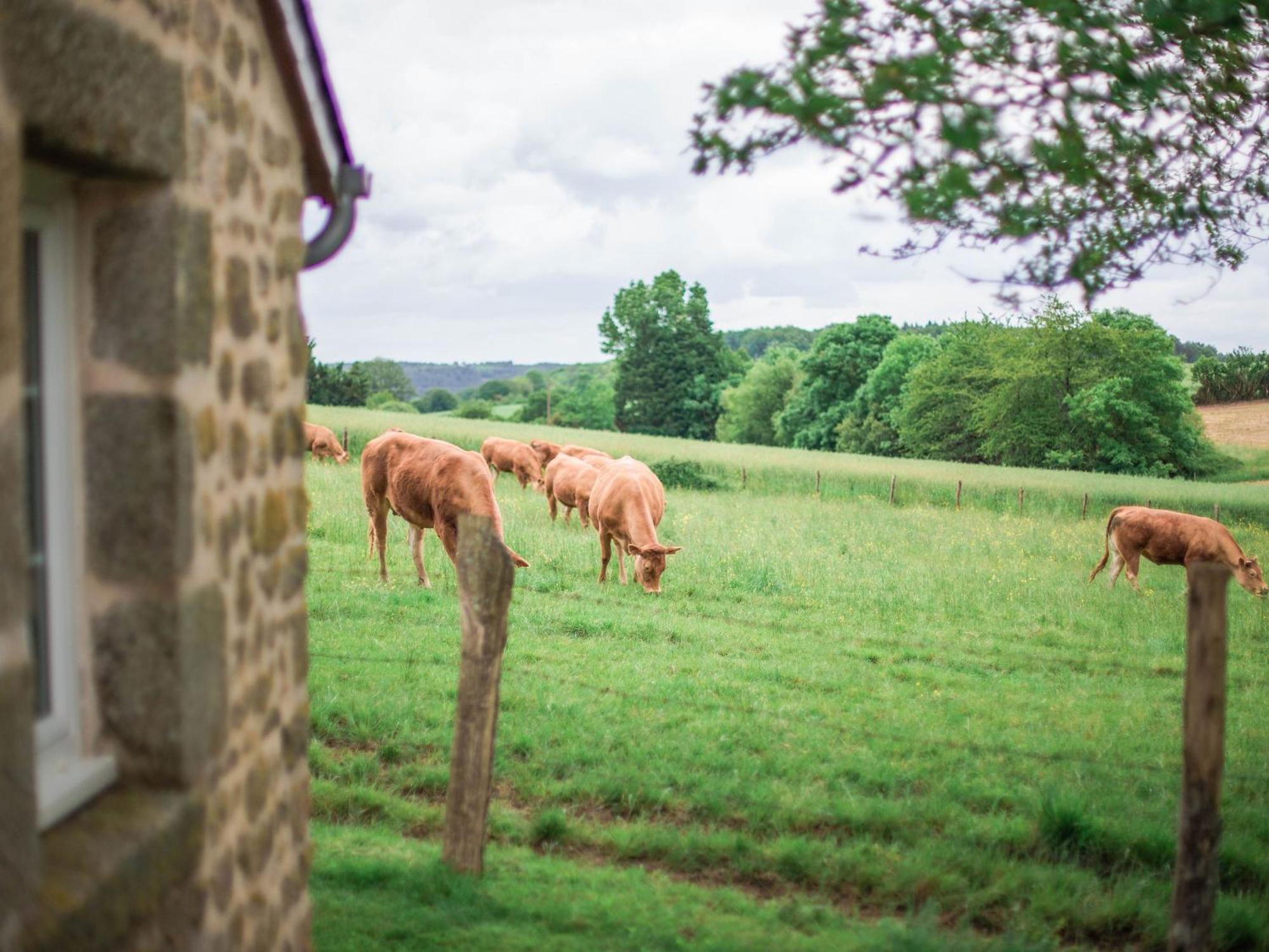 Gite De Charme Renove Avec Cheminee, Terrasse Et Proche Randonnees - Capacite 13 Pers. - Fr-1-410-179 Saint-Léonard-des-Bois Exteriér fotografie